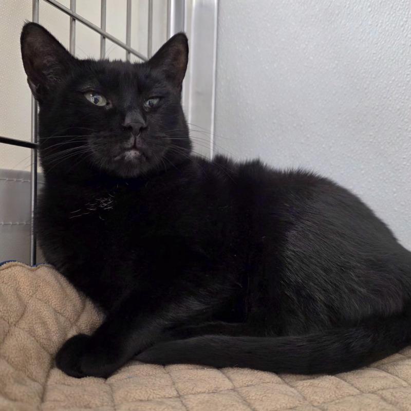 Vada, a Adoptable Domestic Short Hair in Yankton, SD image 2/5