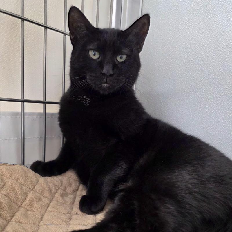 Vada, a Adoptable Domestic Short Hair in Yankton, SD image 3/5