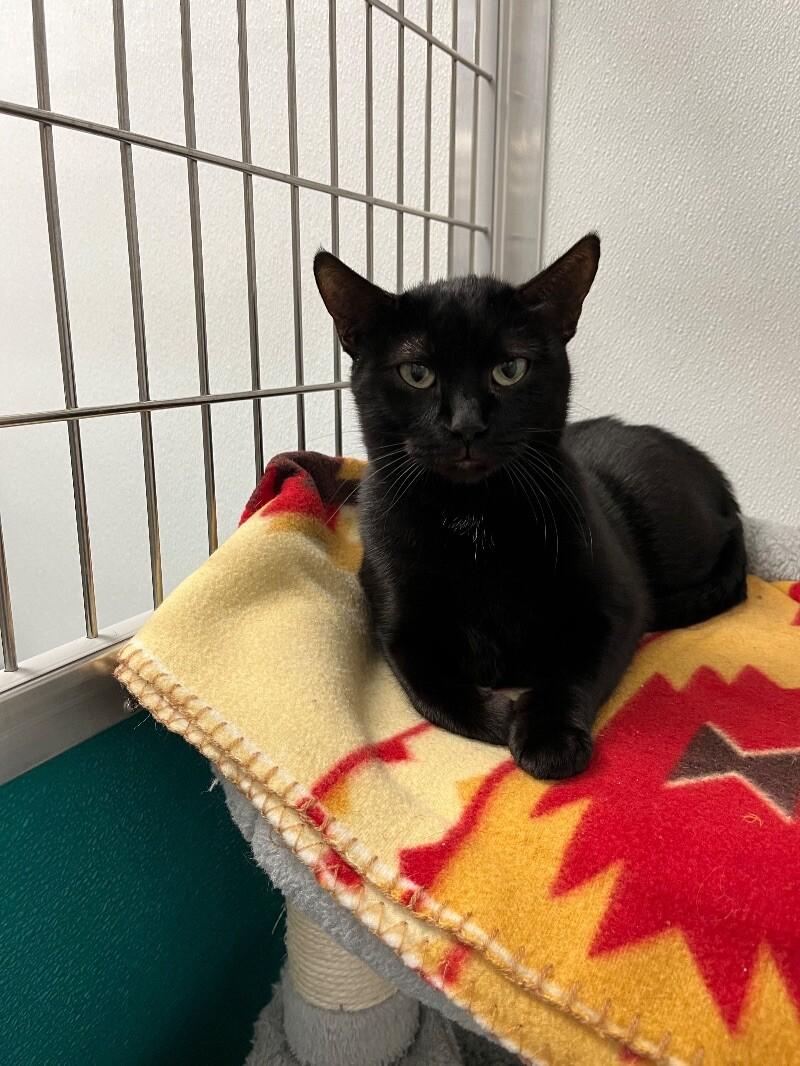 Vada, a Adoptable Domestic Short Hair in Yankton, SD image 4/5