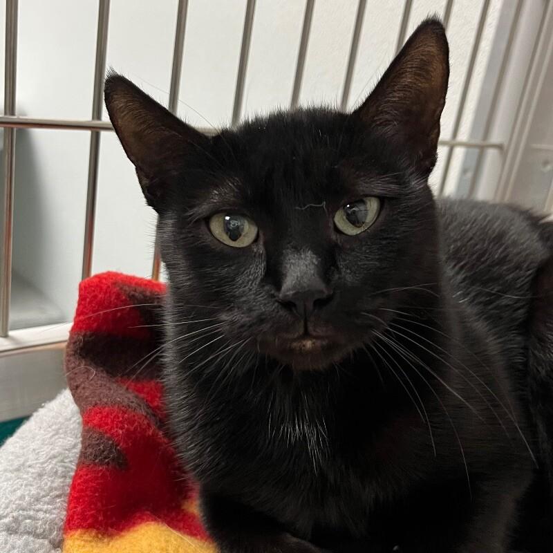 Vada, a Adoptable Domestic Short Hair in Yankton, SD image 5/5