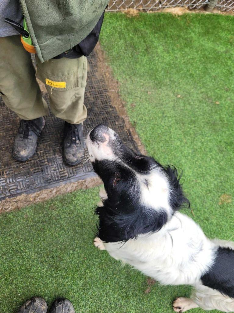 Dorian, Adoptable, Adult Male Setter.