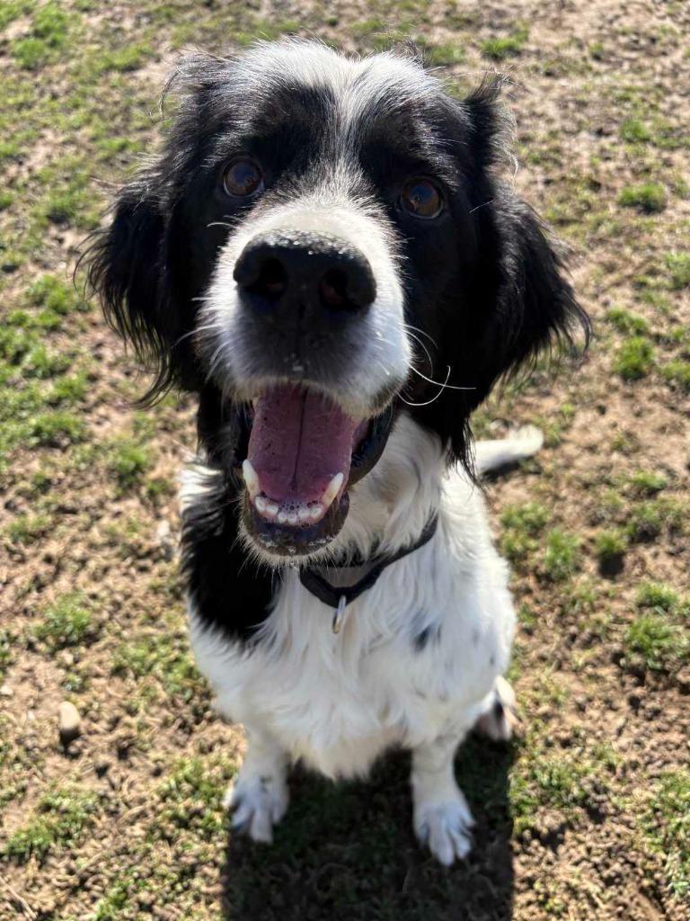 Enlarge Dorian, a Adoptable Setter in New Kensington, PA image 2/6