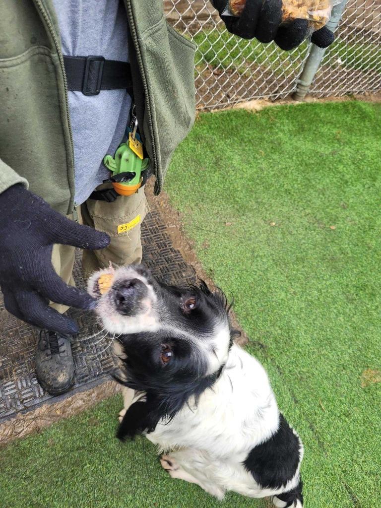 Enlarge Dorian, a Adoptable Setter in New Kensington, PA image 3/6