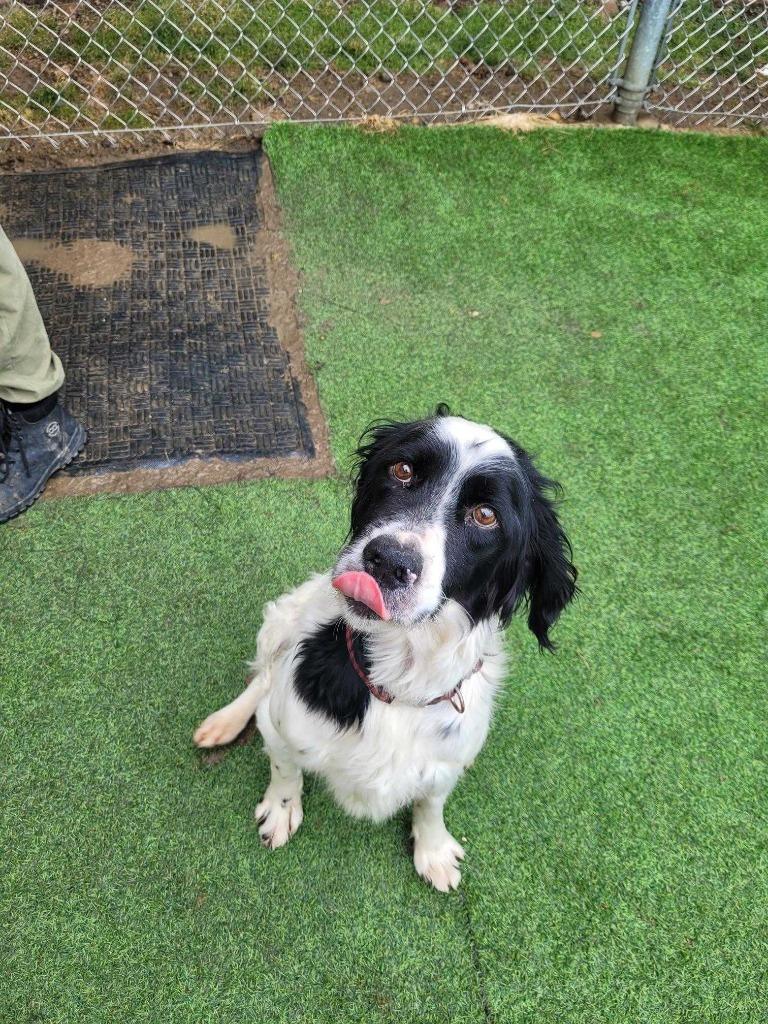 Enlarge Dorian, a Adoptable Setter in New Kensington, PA image 4/6