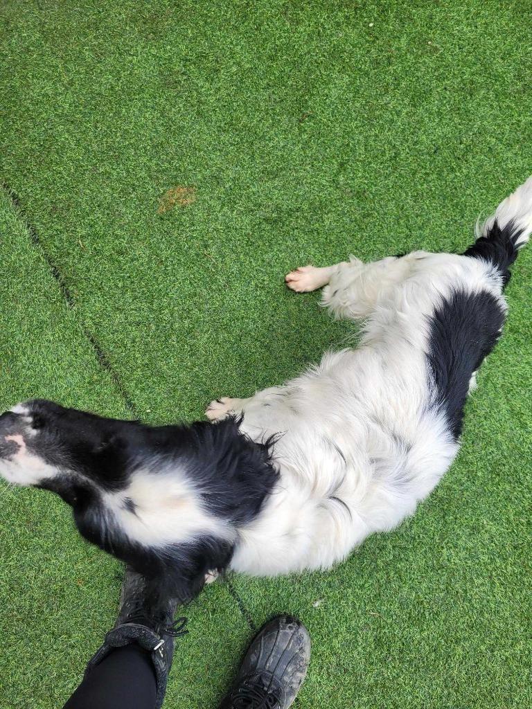 Enlarge Dorian, a Adoptable Setter in New Kensington, PA image 5/6