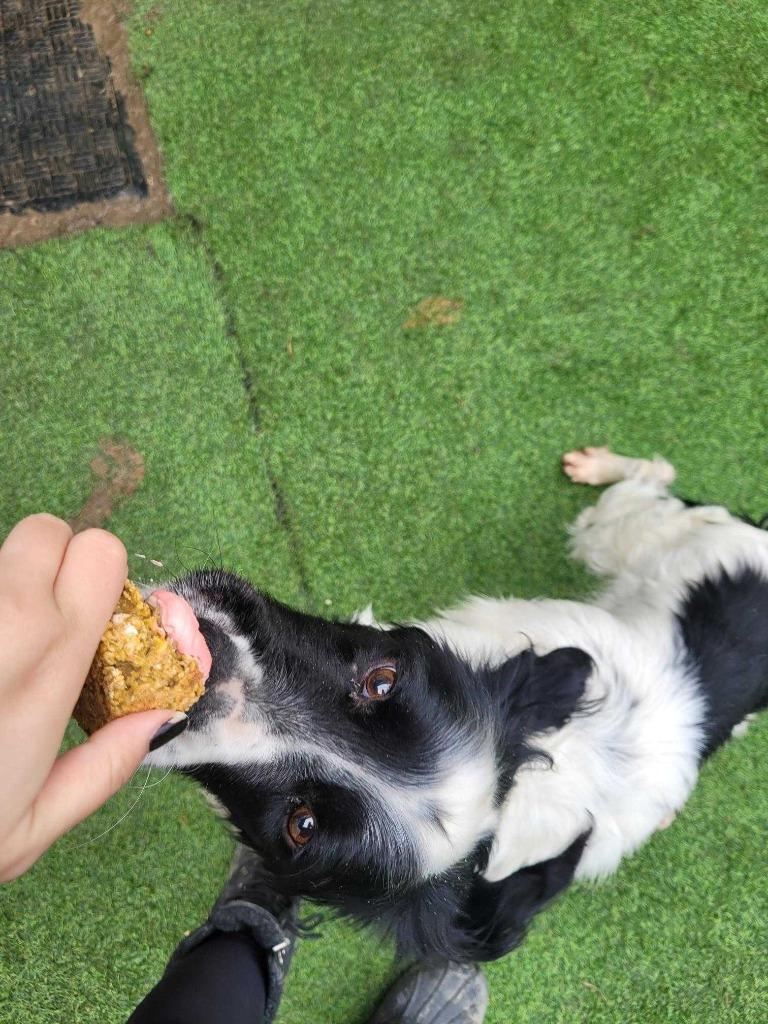 Enlarge Dorian, a Adoptable Setter in New Kensington, PA image 6/6