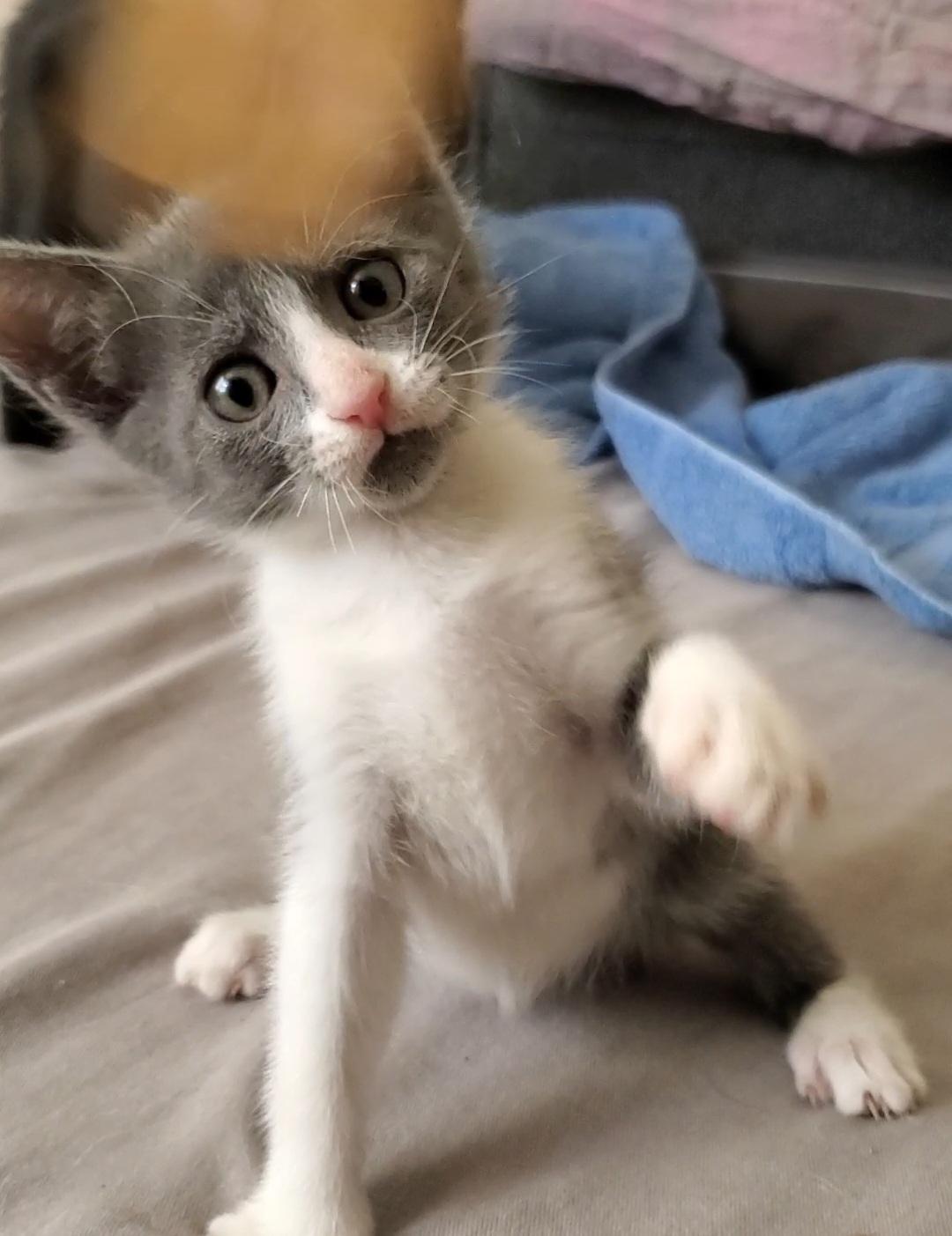 Enlarge Jolene, a Adoptable mixed breed in Temecula, CA image 4/6