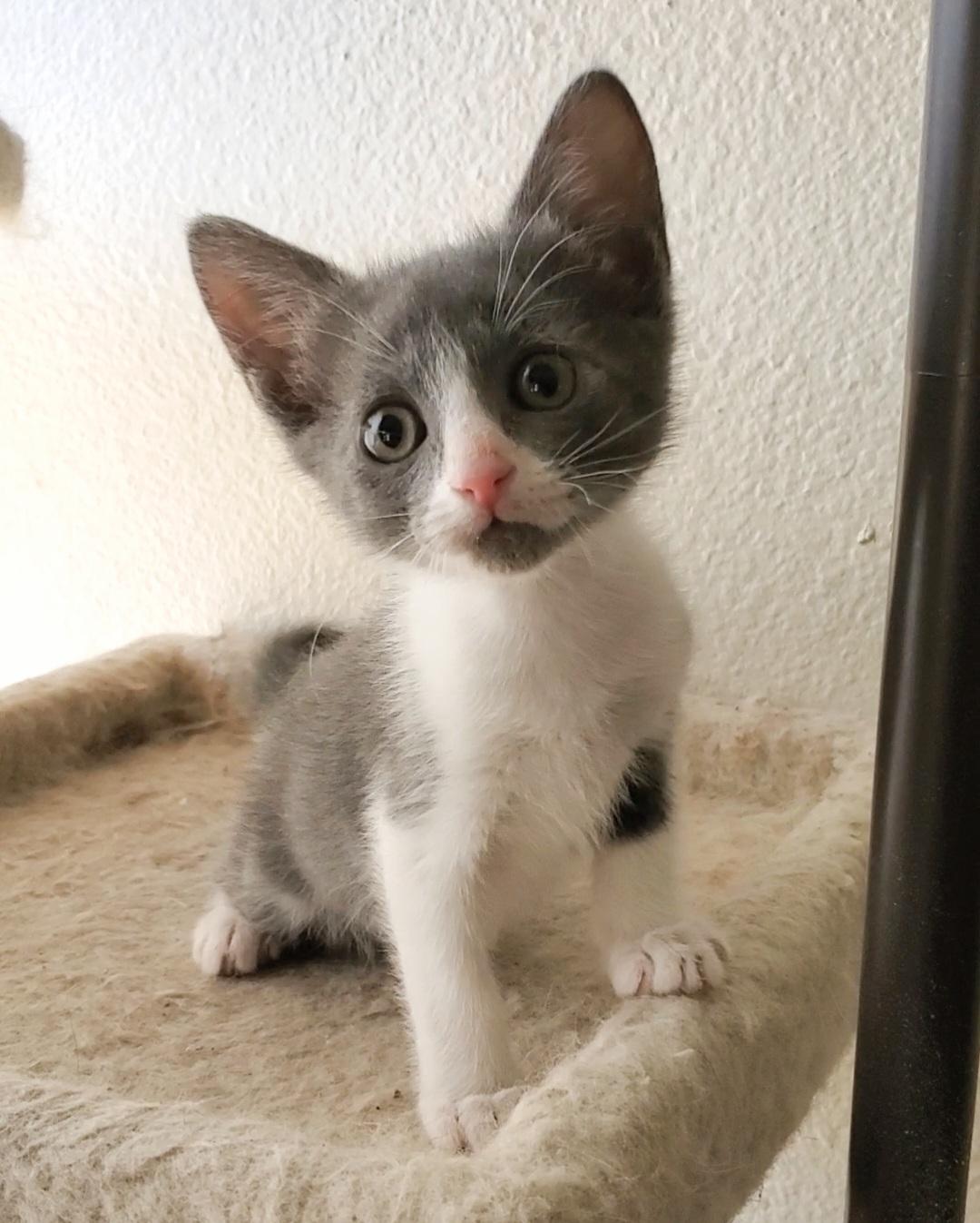 Enlarge Jolene, a Adoptable mixed breed in Temecula, CA image 2/6