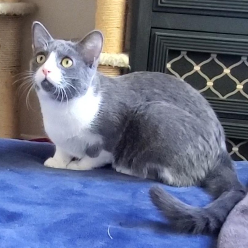 Enlarge Jolene, a Adoptable mixed breed in Temecula, CA image 2/6