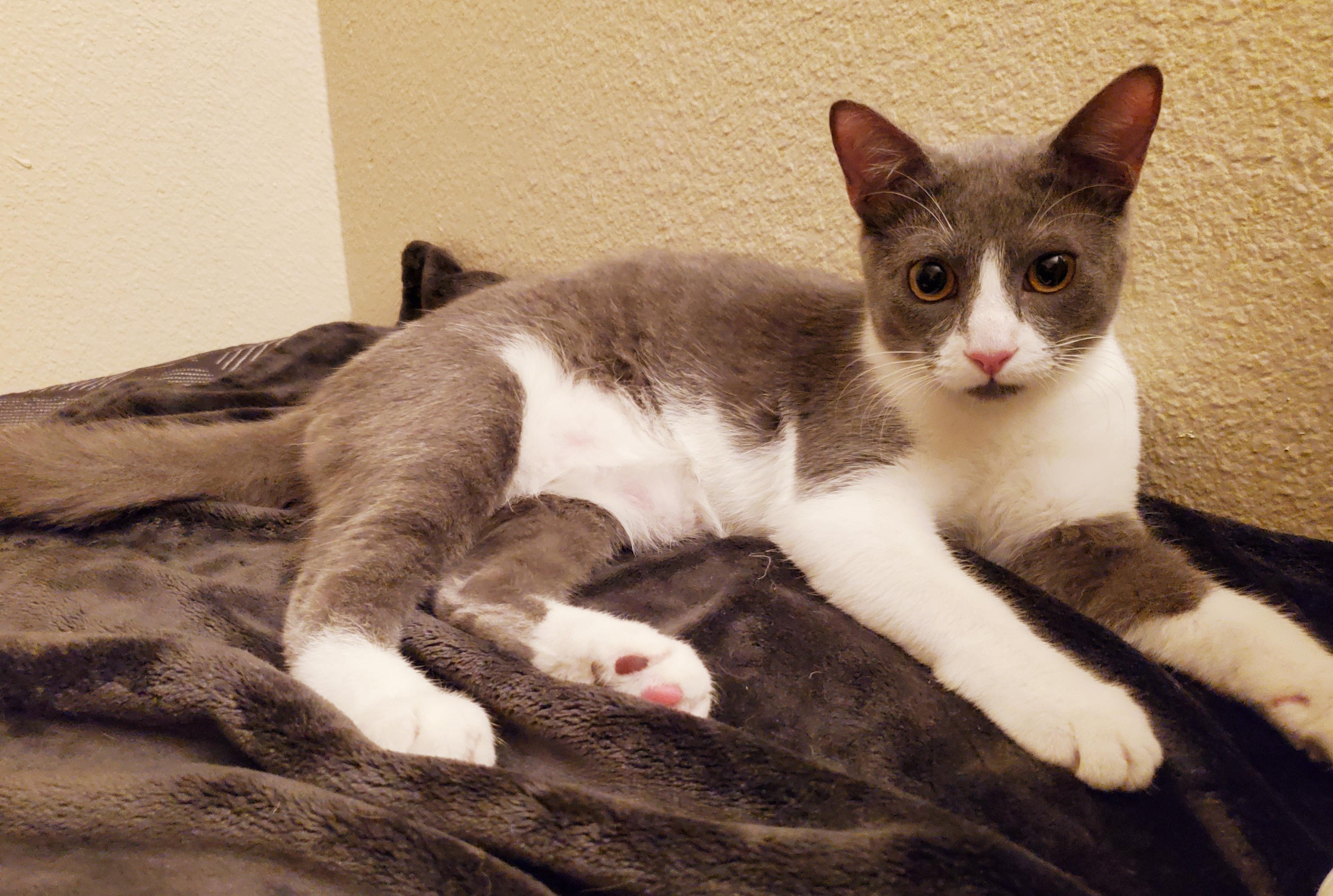 Enlarge Jolene, a Adoptable mixed breed in Temecula, CA image 1/5