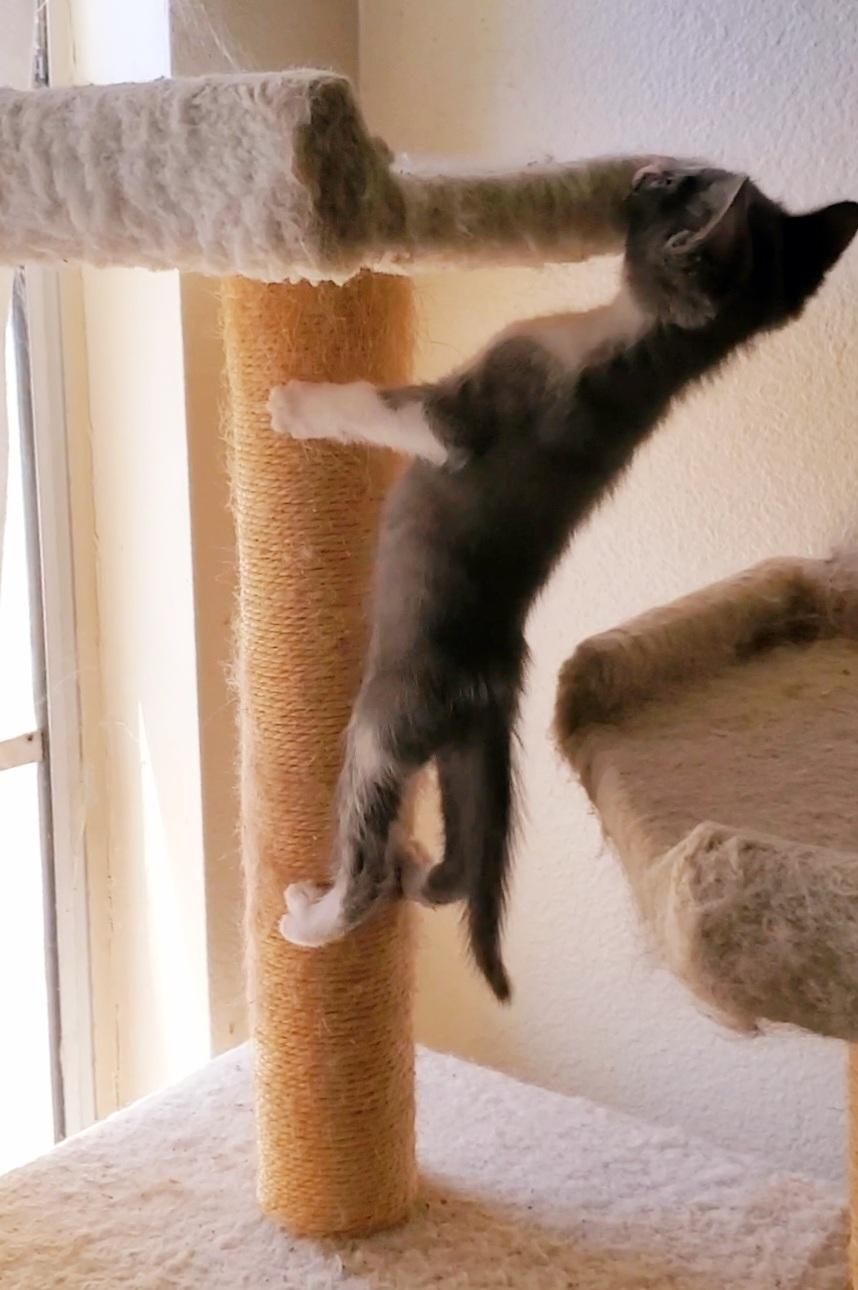 Enlarge Jolene, a Adoptable mixed breed in Temecula, CA image 6/6