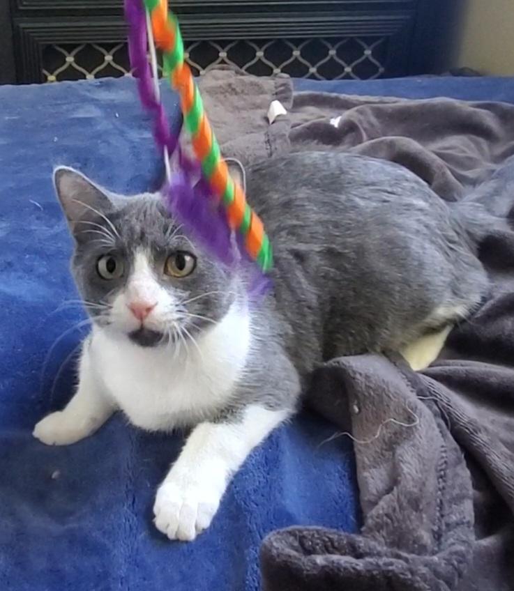 Enlarge Jolene, a Adoptable mixed breed in Temecula, CA image 5/6