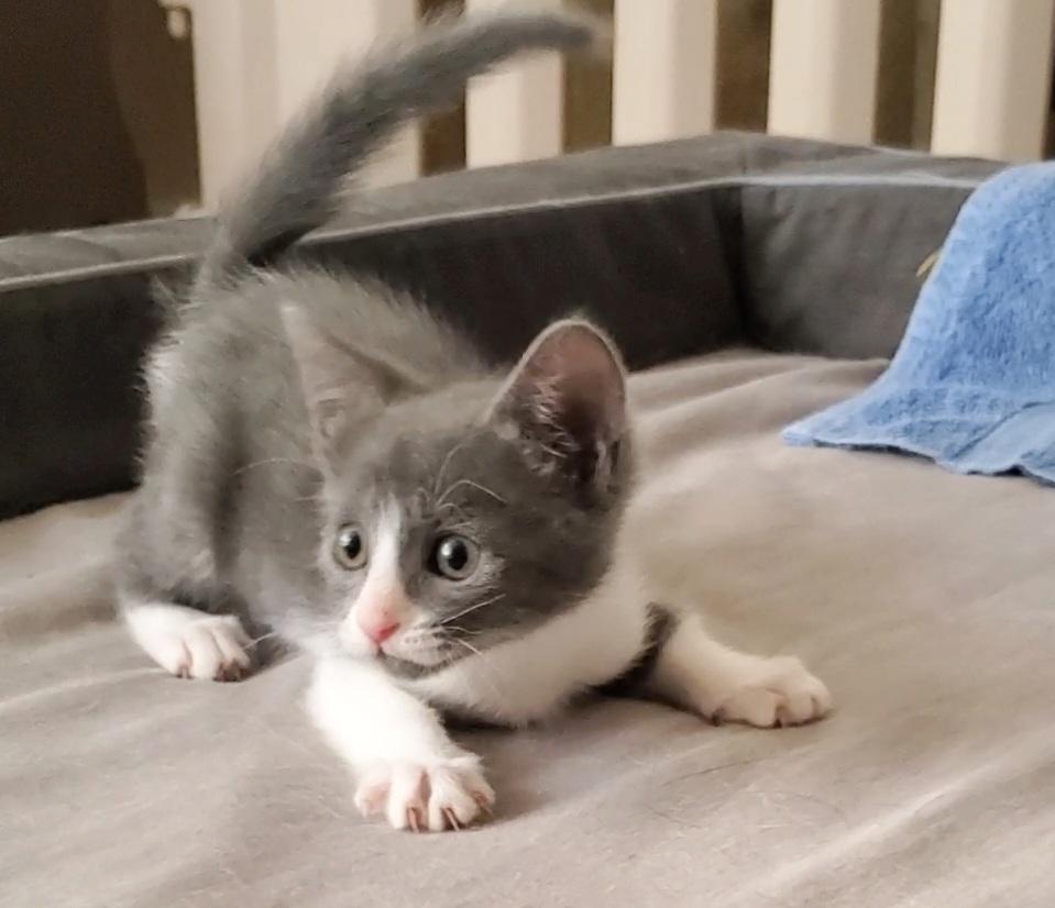 Enlarge Jolene, a Adoptable mixed breed in Temecula, CA image 5/6