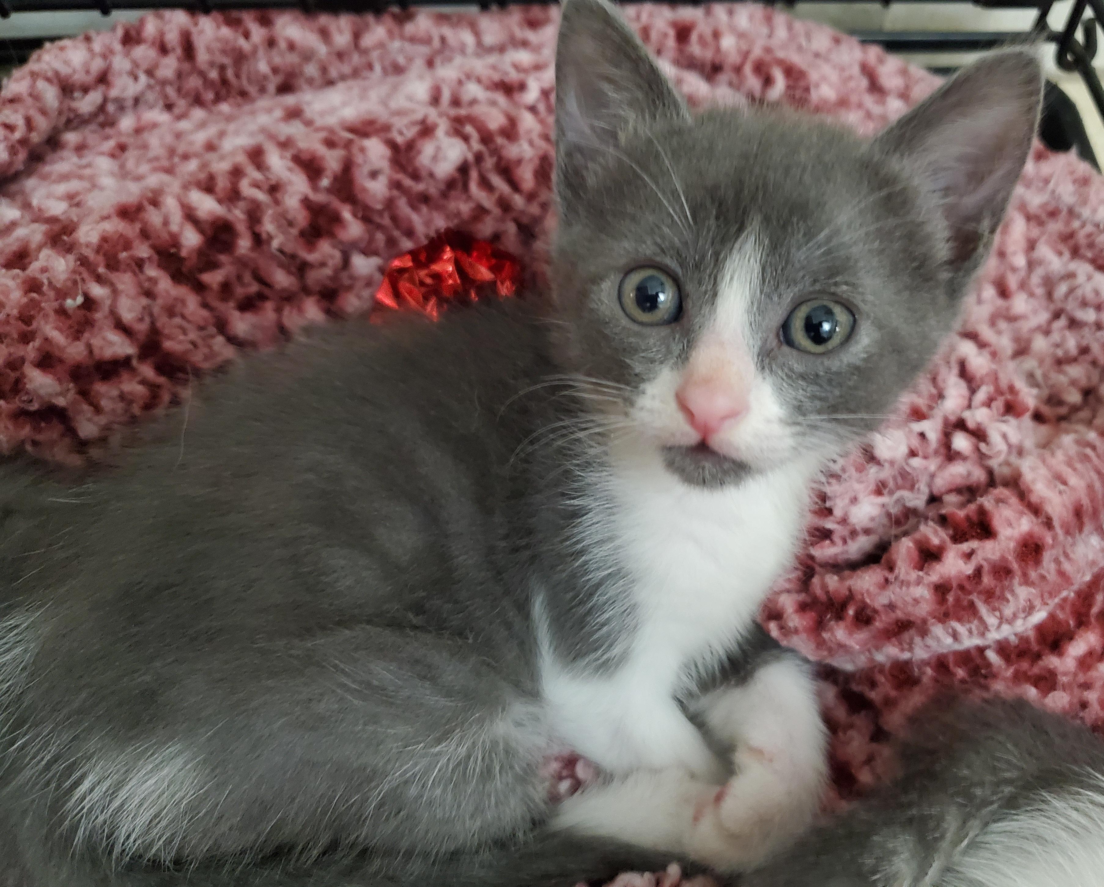 Jolene, Adoptable, Kitten Female Domestic Short Hair & Tuxedo.