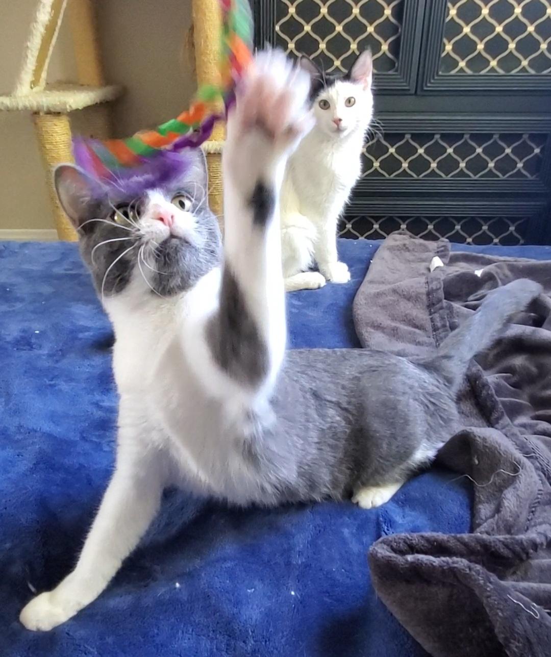 Enlarge Jolene, a Adoptable mixed breed in Temecula, CA image 6/6