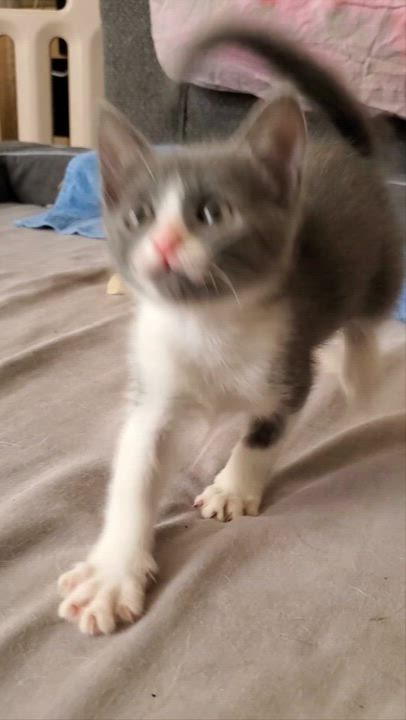 Enlarge Jolene, a Adoptable mixed breed in Temecula, CA video 3/6