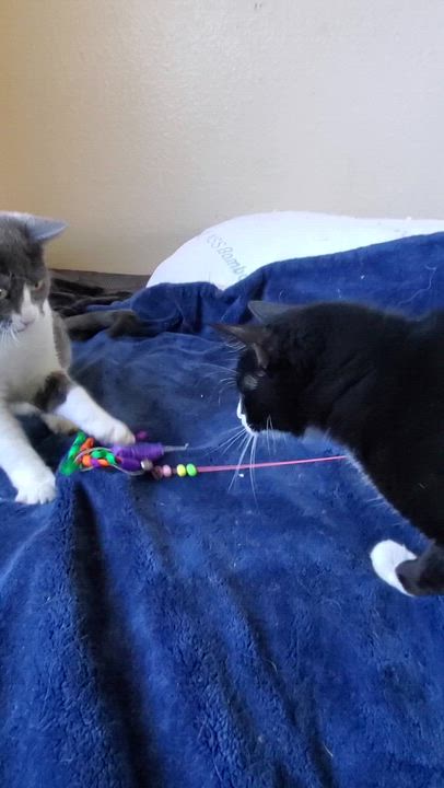 Enlarge Jolene, a Adoptable mixed breed in Temecula, CA video 3/6