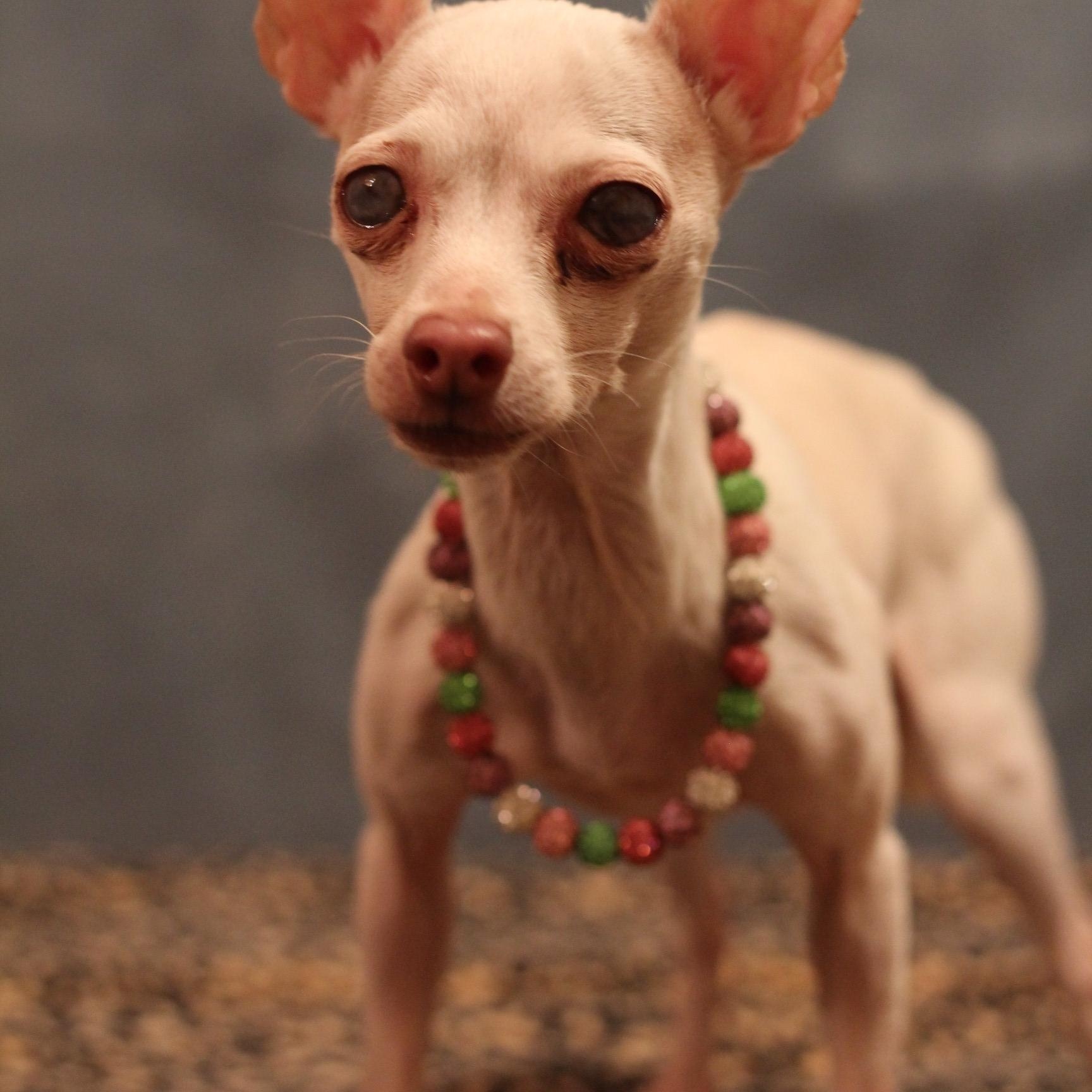 Valor, a ADOPTABLE Chihuahua in Yukon, OK image 2/3