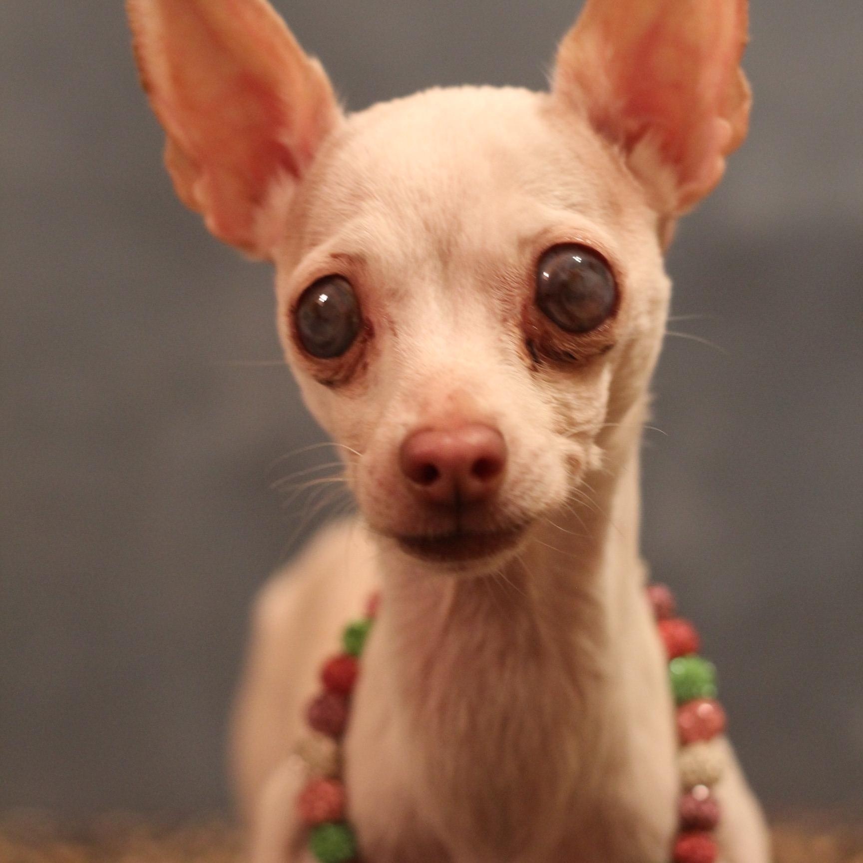 Valor, ADOPTABLE, Senior Female Chihuahua.