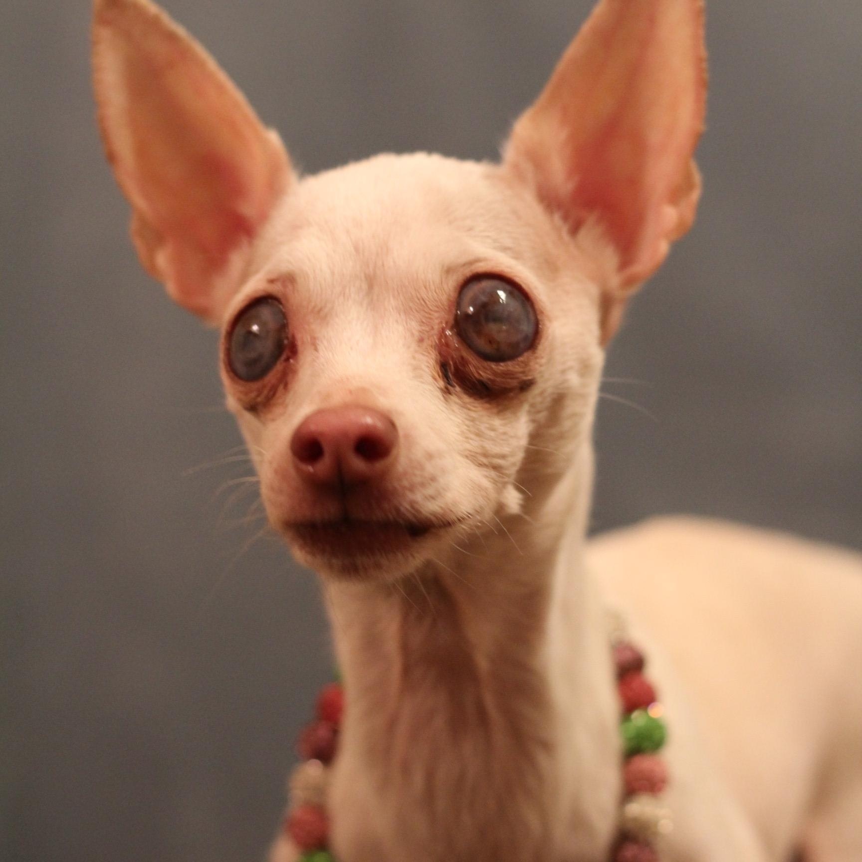 Valor, a ADOPTABLE Chihuahua in Yukon, OK image 3/3