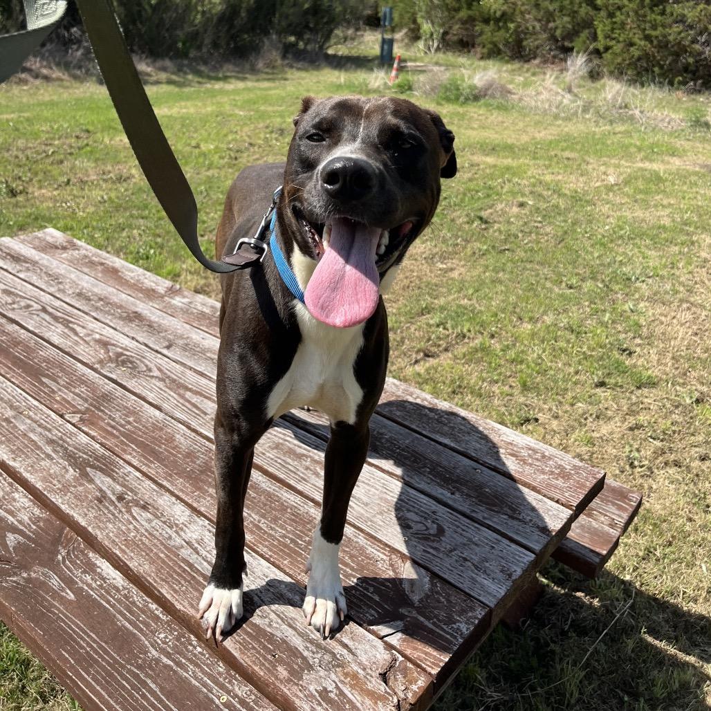 Enlarge JUNIPER, a Adoptable mixed breed in Kyle, TX image 1/3
