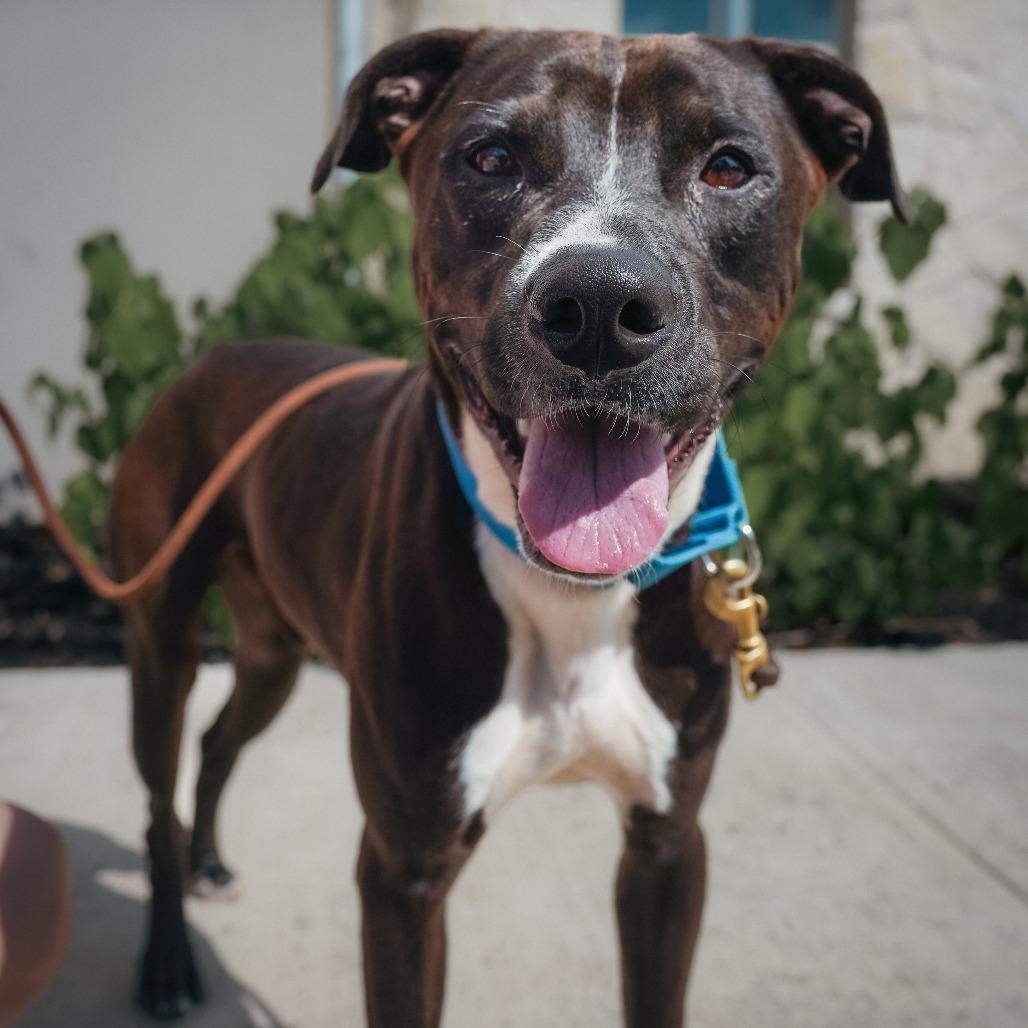 Enlarge JUNIPER, a Adoptable mixed breed in Kyle, TX image 2/3