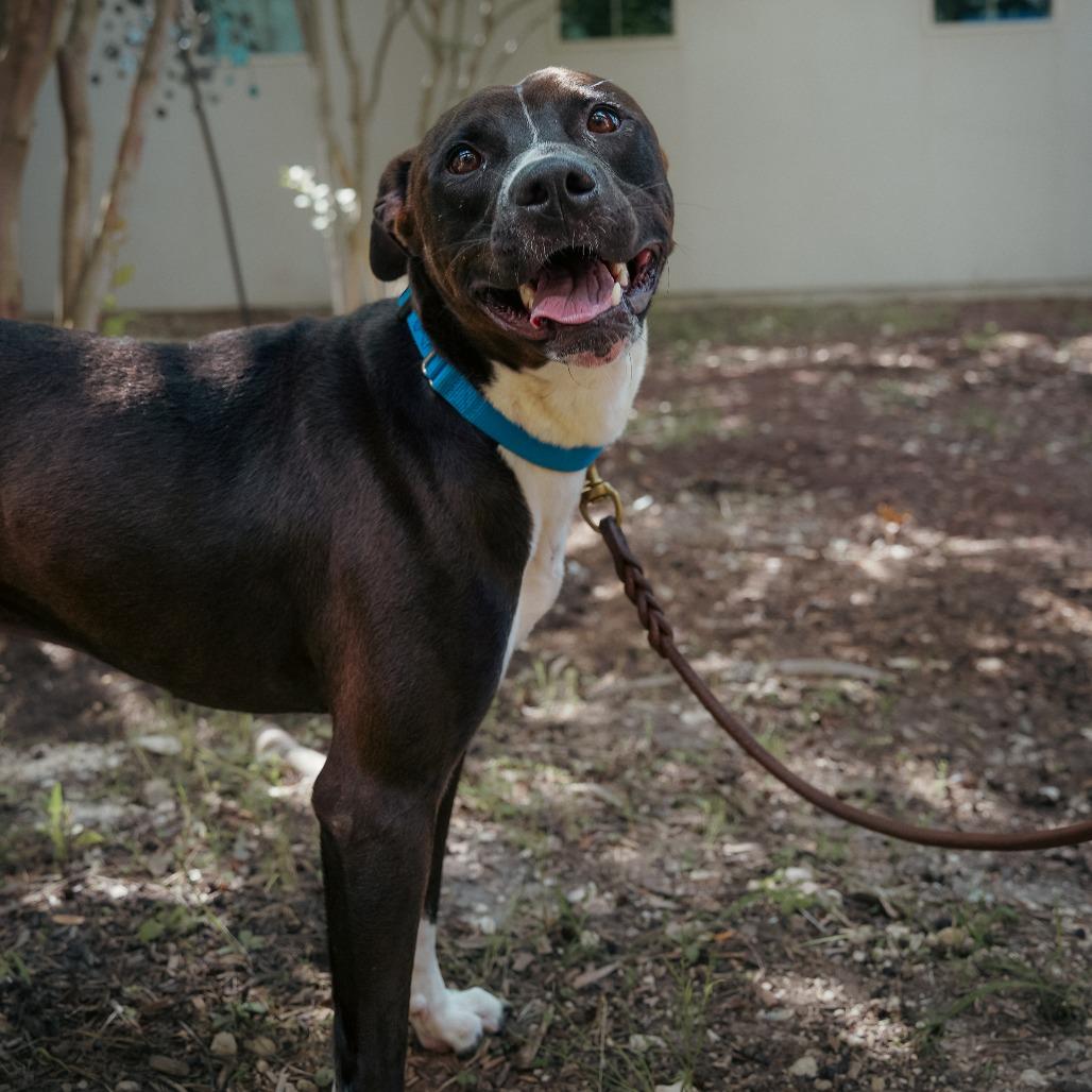 Enlarge JUNIPER, a Adoptable mixed breed in Kyle, TX image 3/3