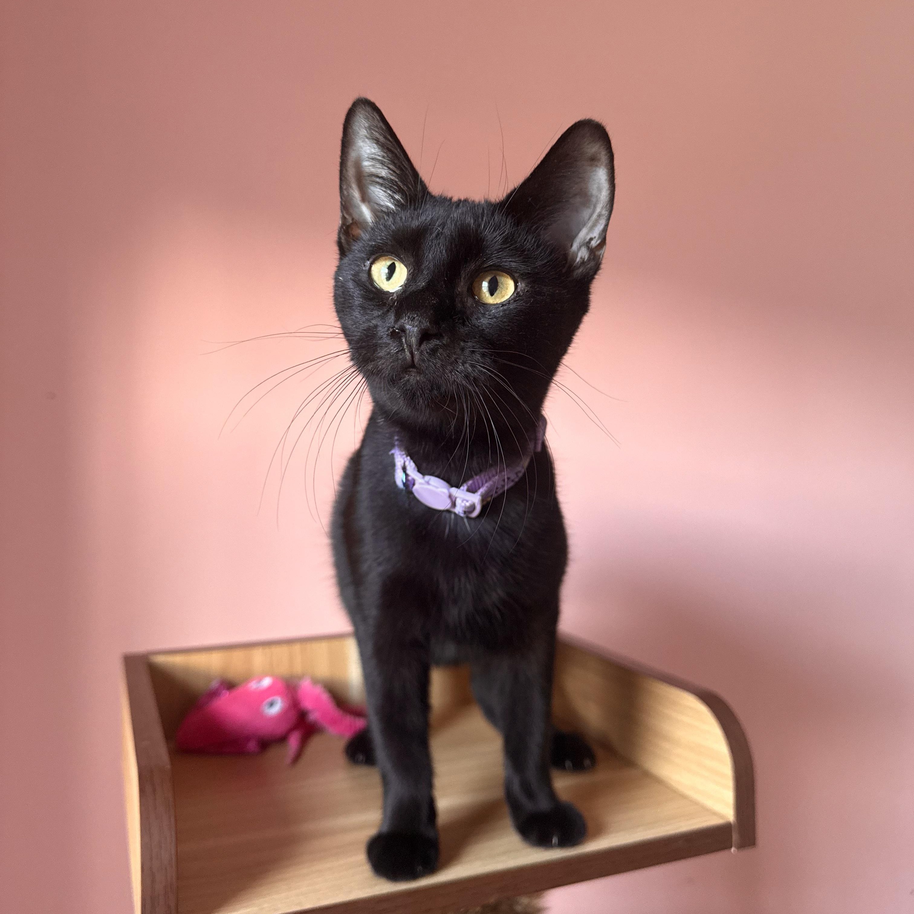 Enlarge CALLIOPE, a Adoptable Domestic Short Hair in New York, NY image 1/4