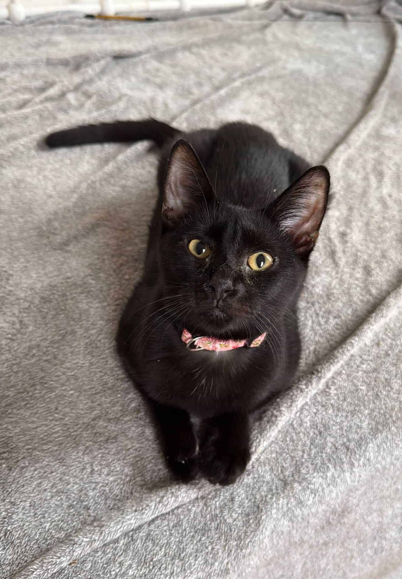 Enlarge CALLIOPE, a Adoptable Domestic Short Hair in New York, NY image 2/4