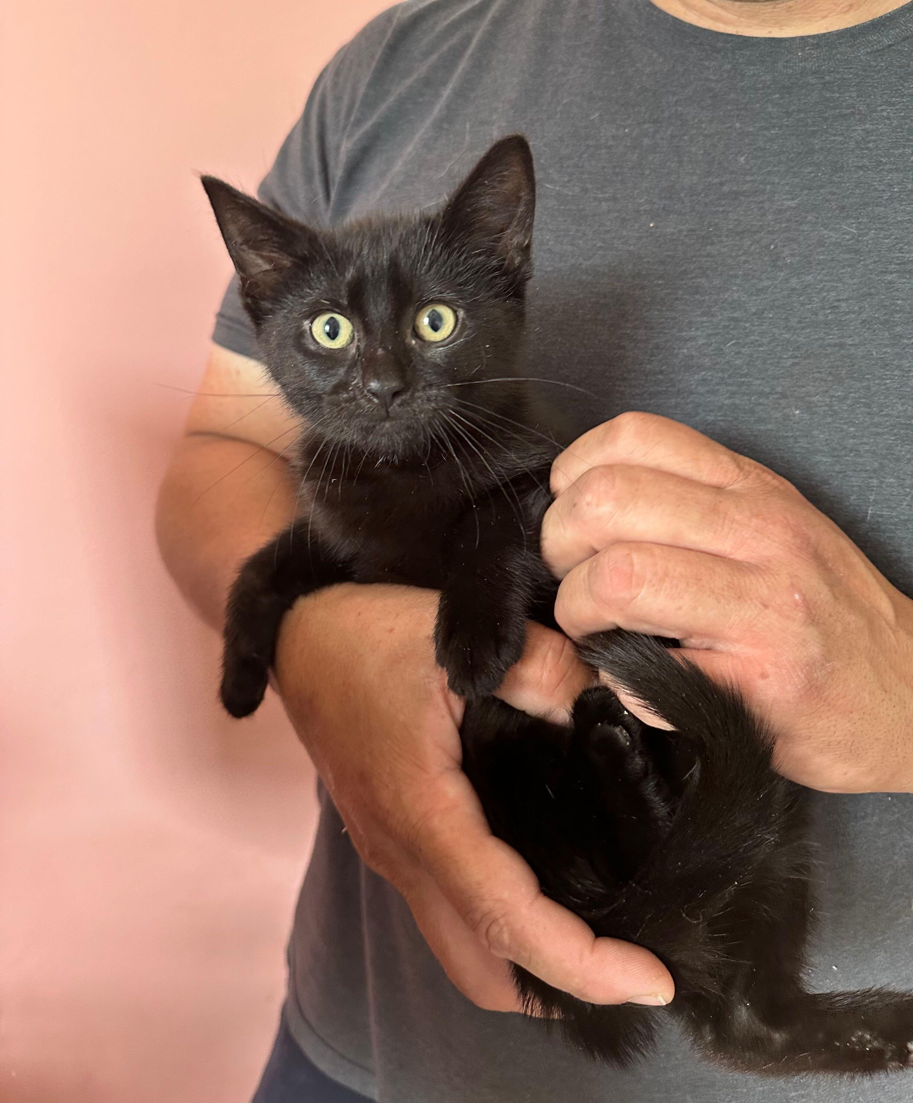 Enlarge CALLIOPE, a Adoptable Domestic Short Hair in New York, NY image 3/4