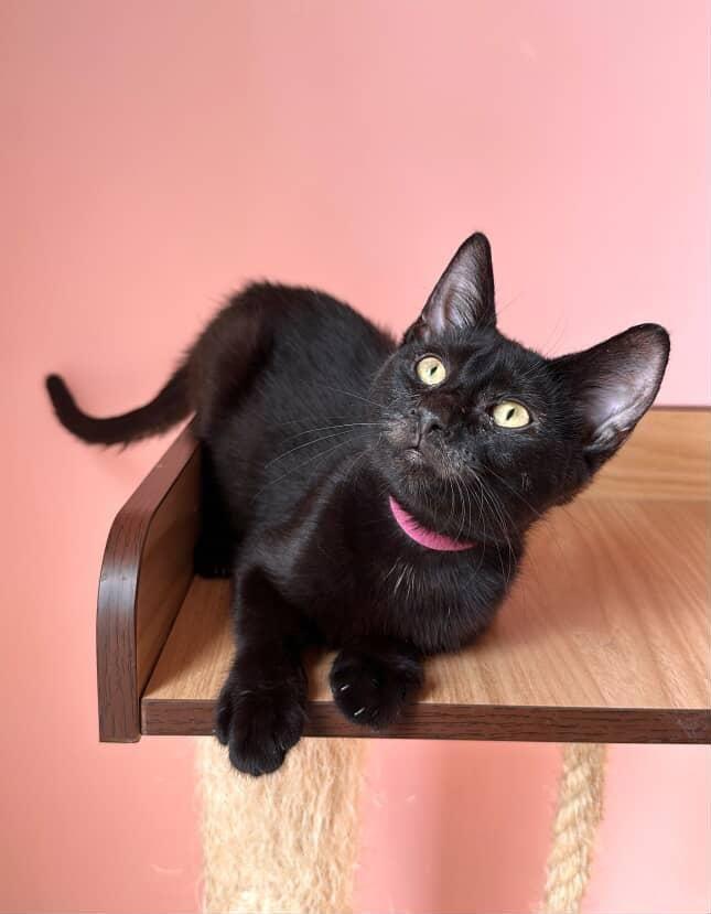 Enlarge CALLIOPE, a Adoptable Domestic Short Hair in New York, NY image 4/4