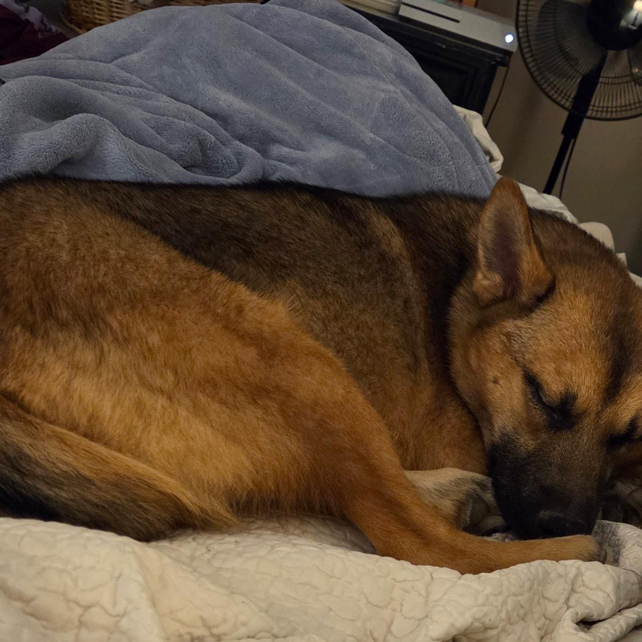 Enlarge Harvey, a ADOPTABLE mixed breed in Plattsmouth, NE image 2/4