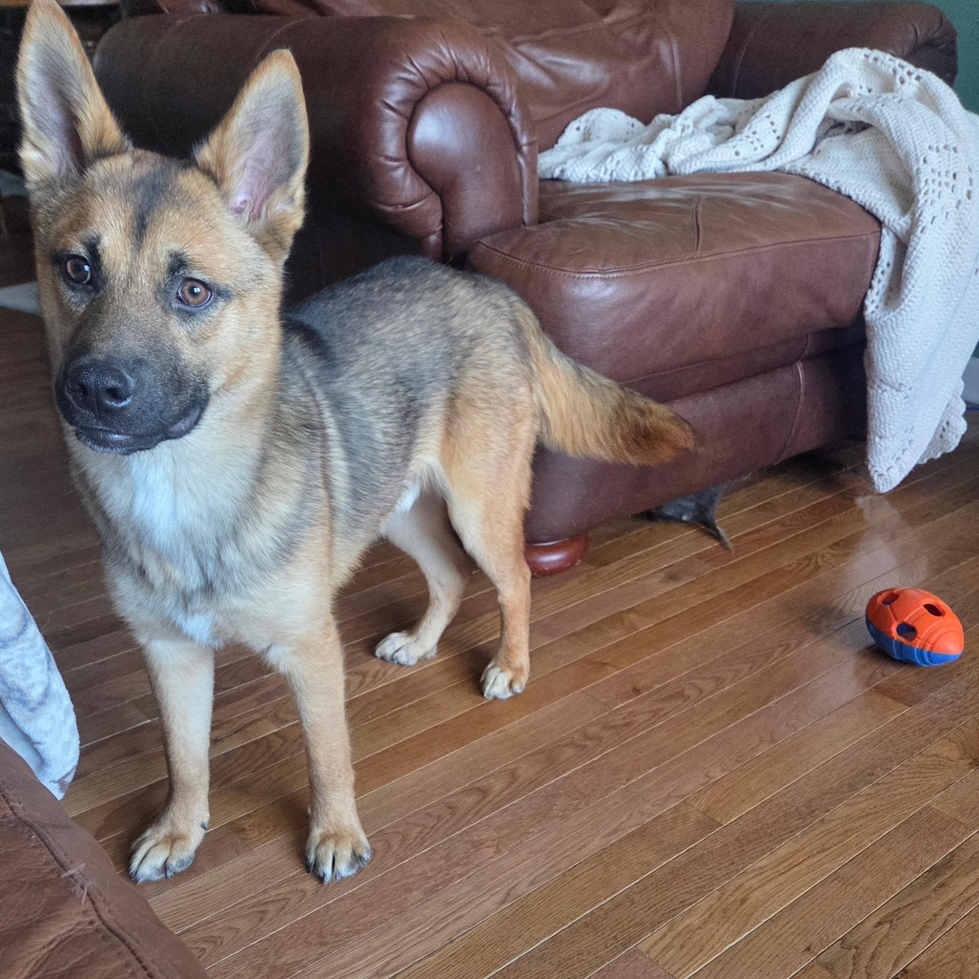 Harvey, ADOPTABLE, Puppy Male German Shepherd Dog & Husky.