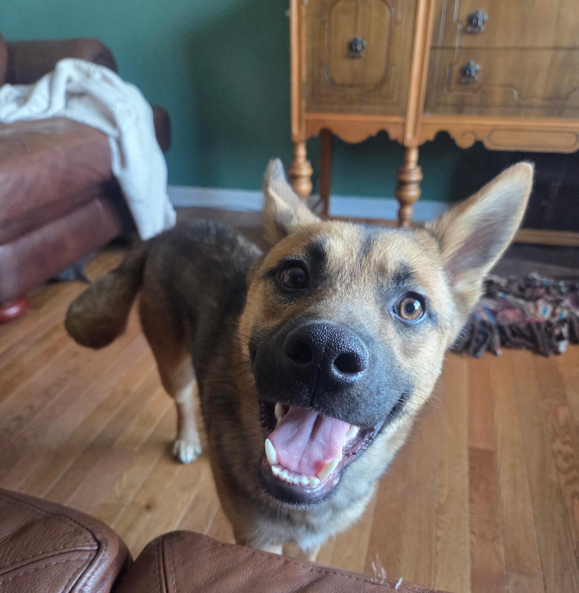 Enlarge Harvey, a ADOPTABLE mixed breed in Plattsmouth, NE image 3/4