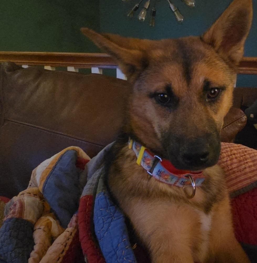 Enlarge Harvey, a ADOPTABLE mixed breed in Plattsmouth, NE image 4/4