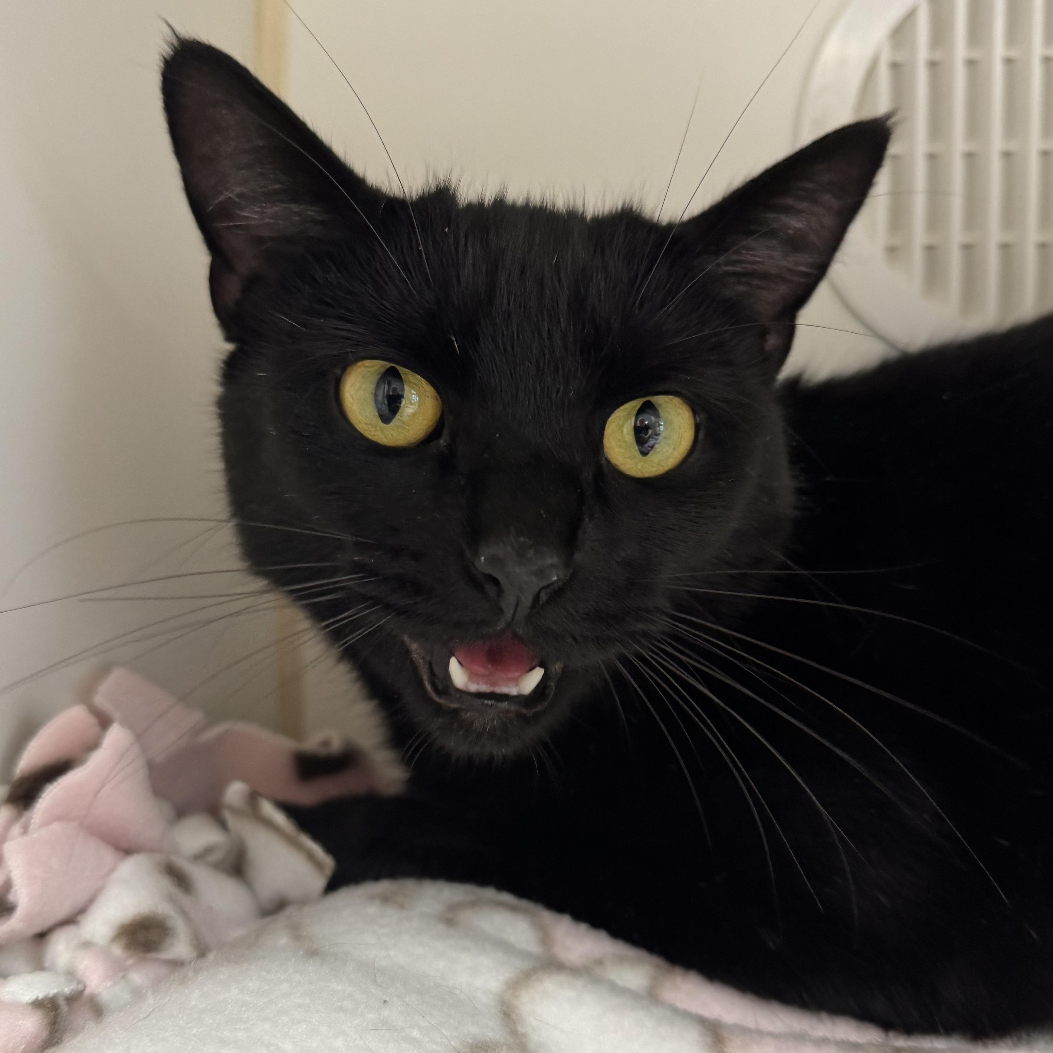 Enlarge Purrscilla, an adopted Domestic Short Hair in Reisterstown, MD image 2/2