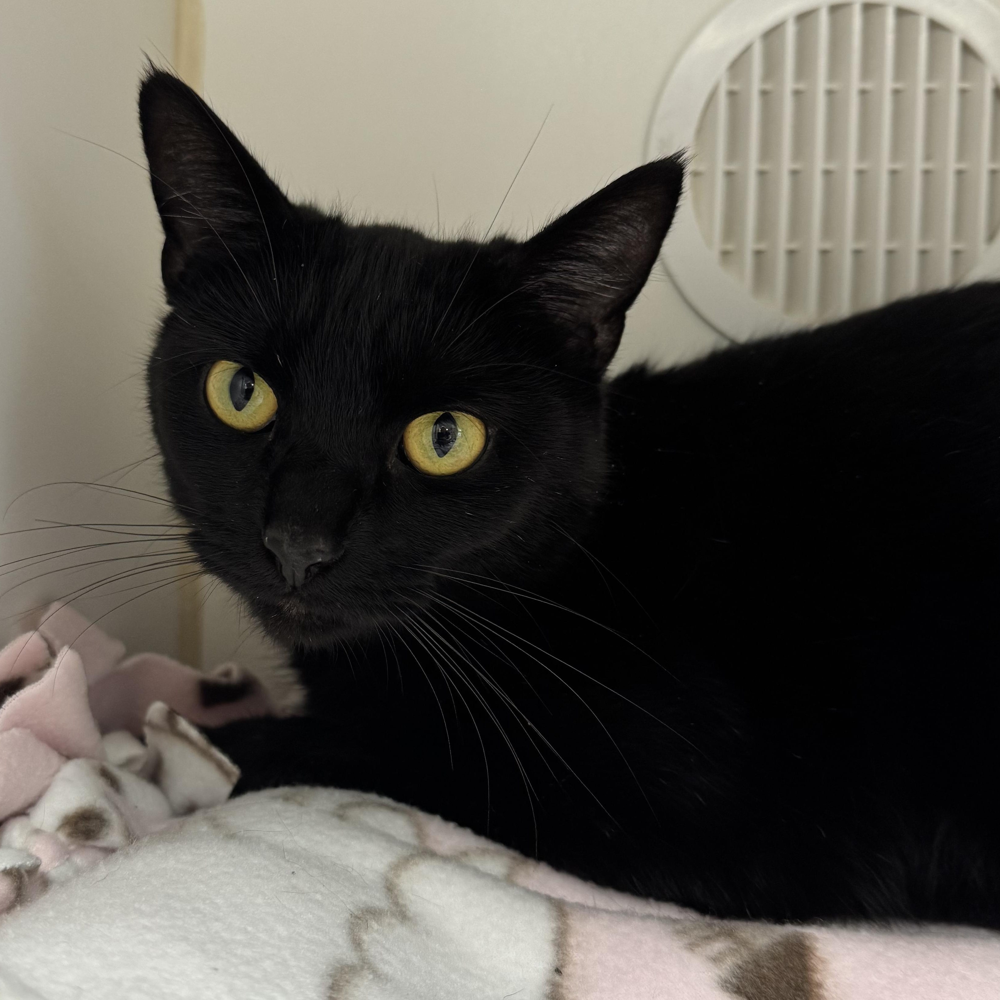 Purrscilla, adopted, Adult Female Domestic Short Hair.