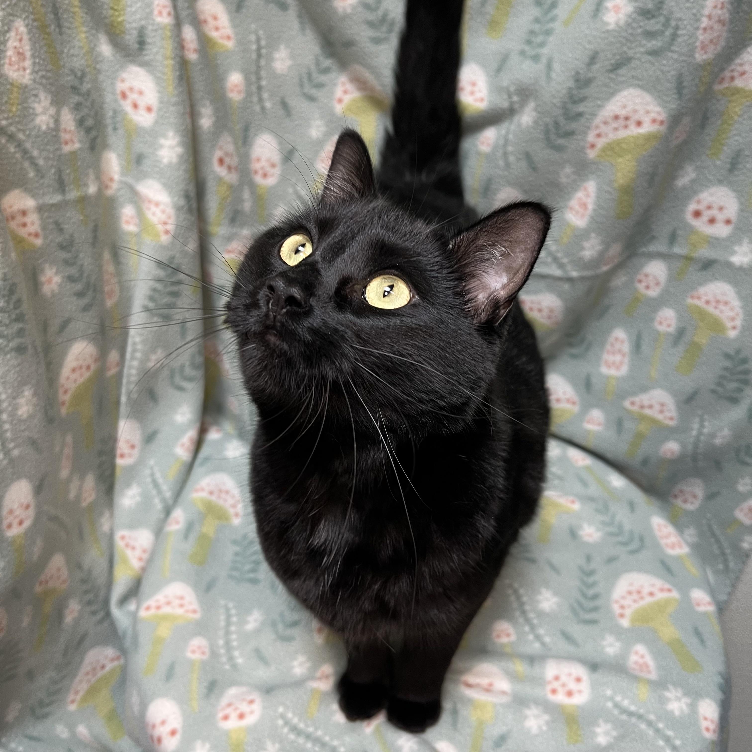 Enlarge Toothless, a ADOPTABLE Domestic Short Hair in Fairmont, MN image 2/3