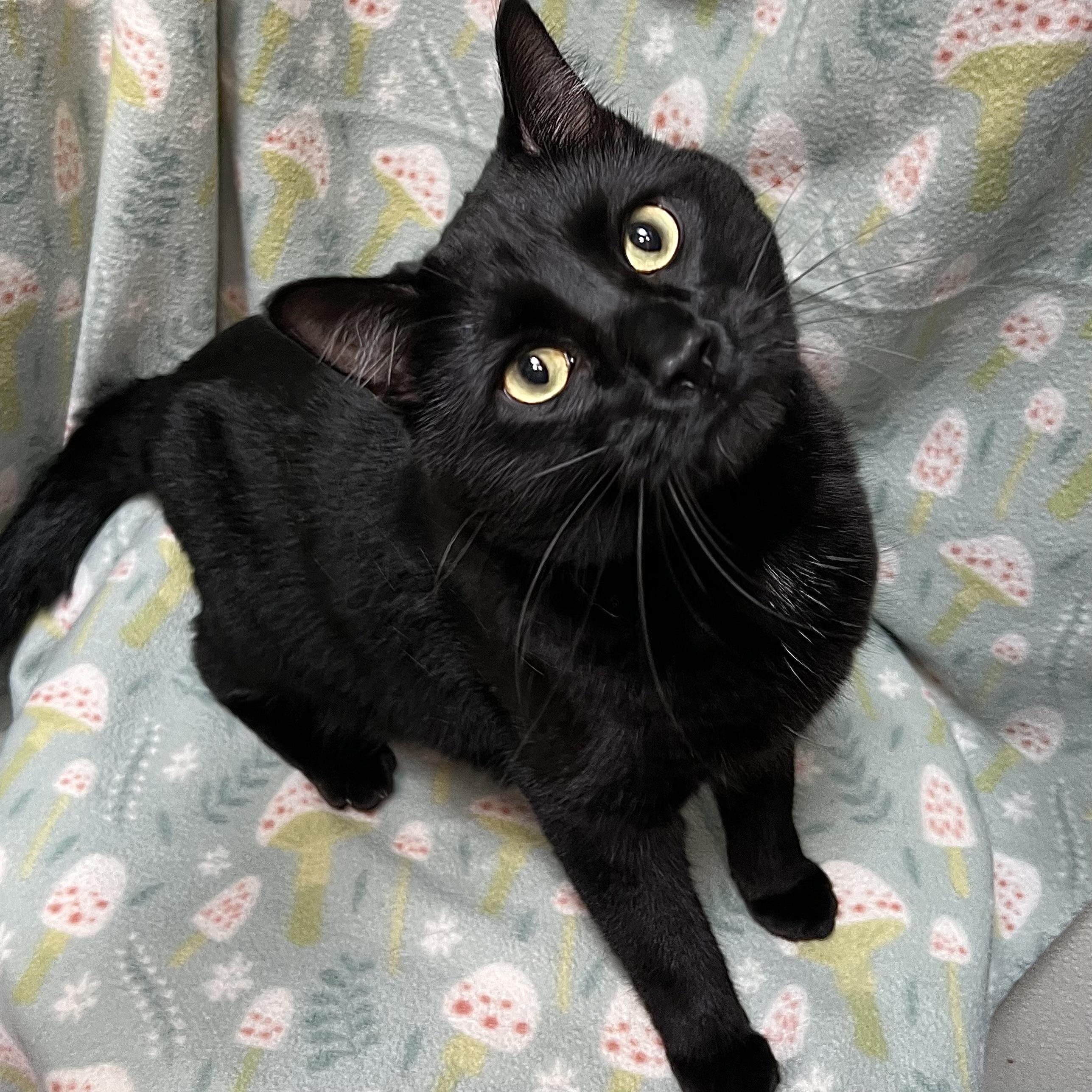 Enlarge Toothless, a ADOPTABLE Domestic Short Hair in Fairmont, MN image 1/3
