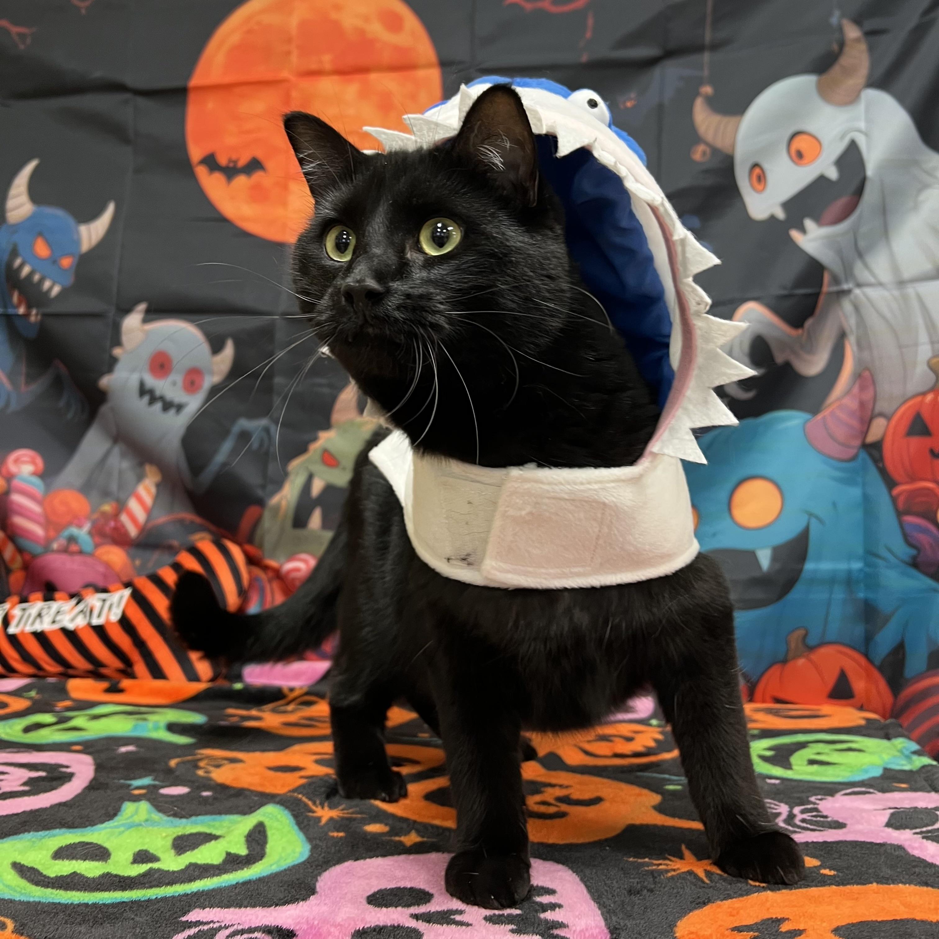 Enlarge Toothless, a Adoptable Domestic Short Hair in Fairmont, MN image 3/6