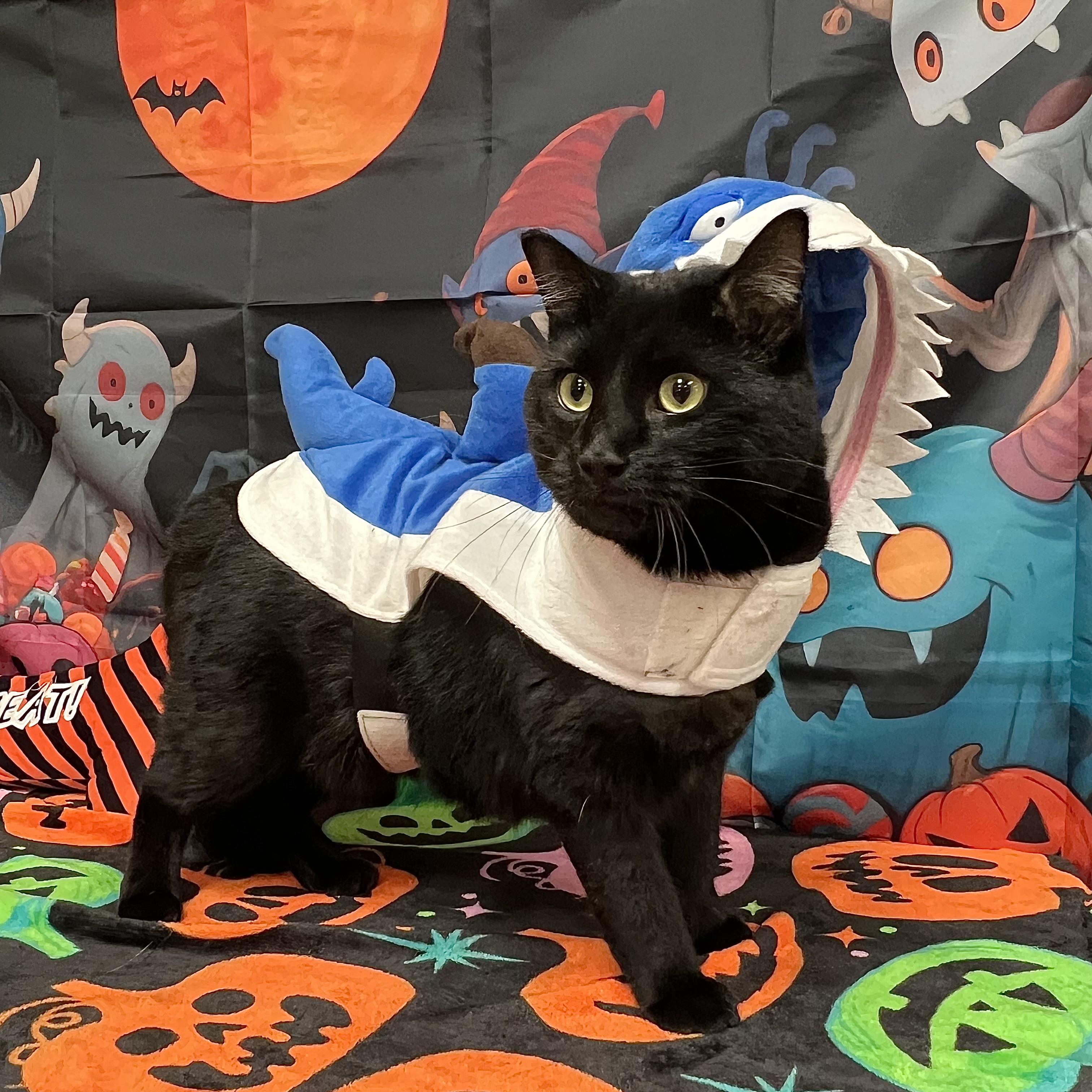 Enlarge Toothless, a Adoptable Domestic Short Hair in Fairmont, MN image 2/6