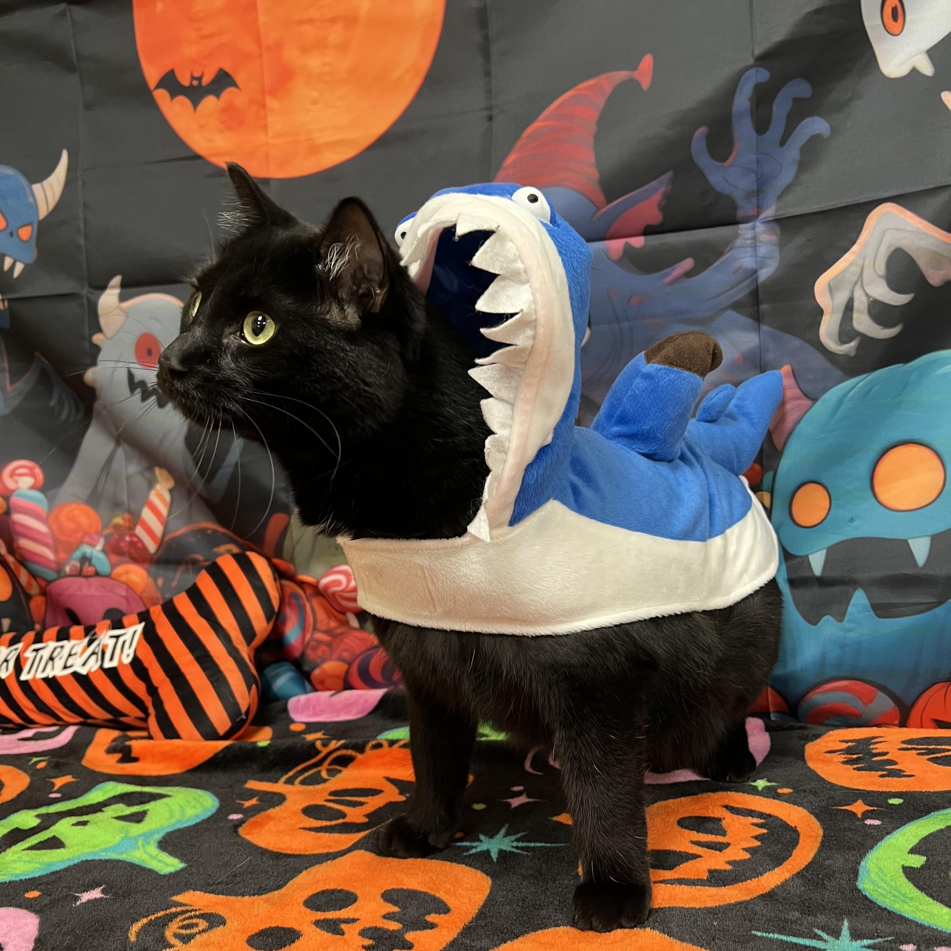 Enlarge Toothless, a Adoptable Domestic Short Hair in Fairmont, MN image 5/6
