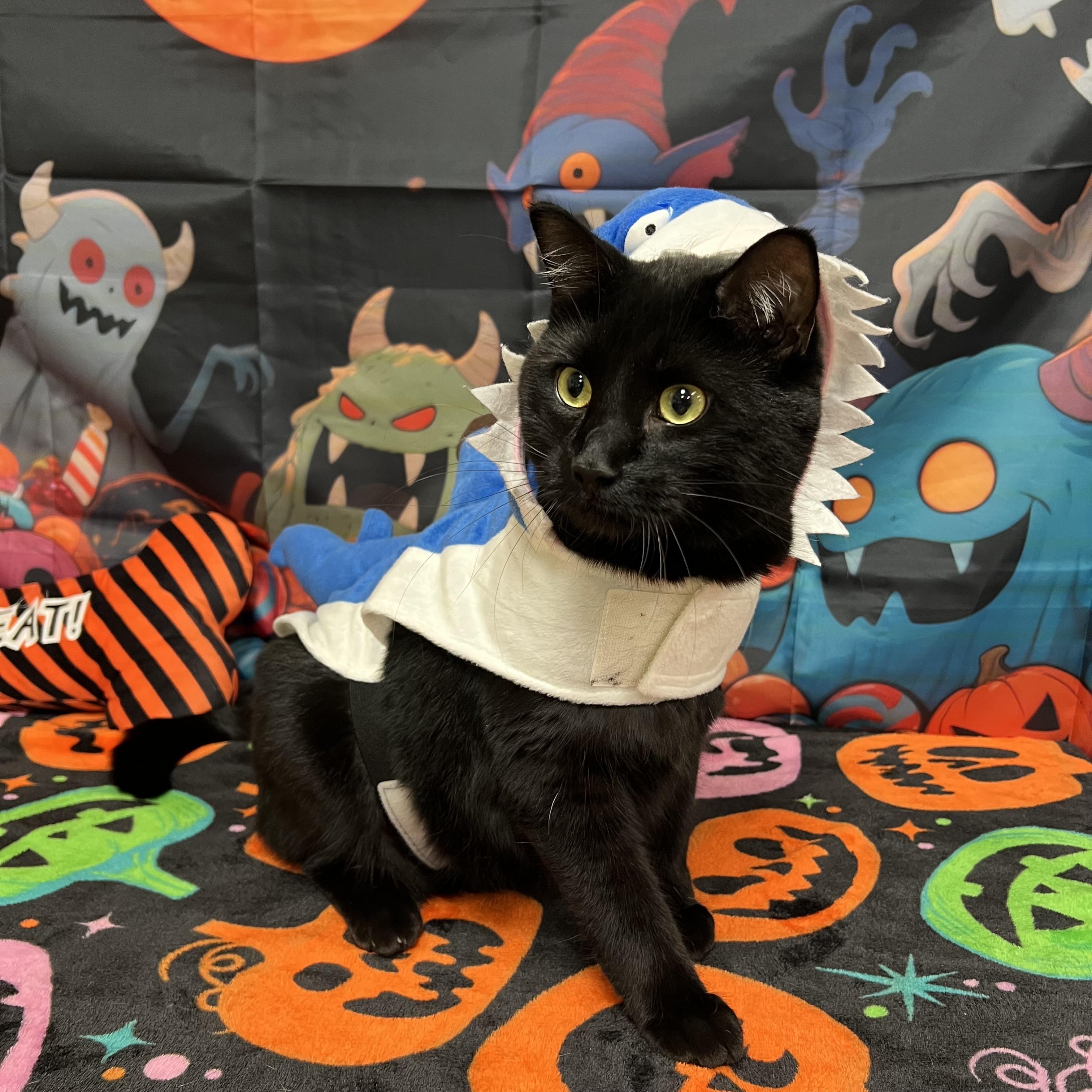 Enlarge Toothless, a Adoptable Domestic Short Hair in Fairmont, MN image 4/6