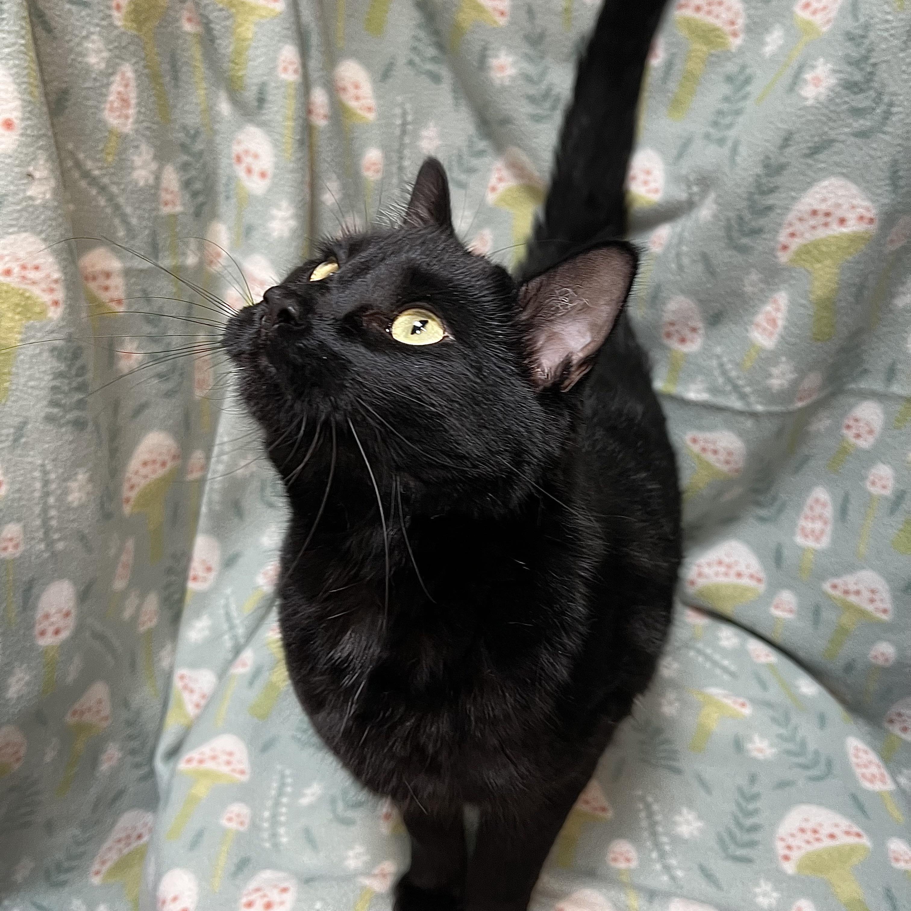 Enlarge Toothless, a ADOPTABLE Domestic Short Hair in Fairmont, MN image 3/3