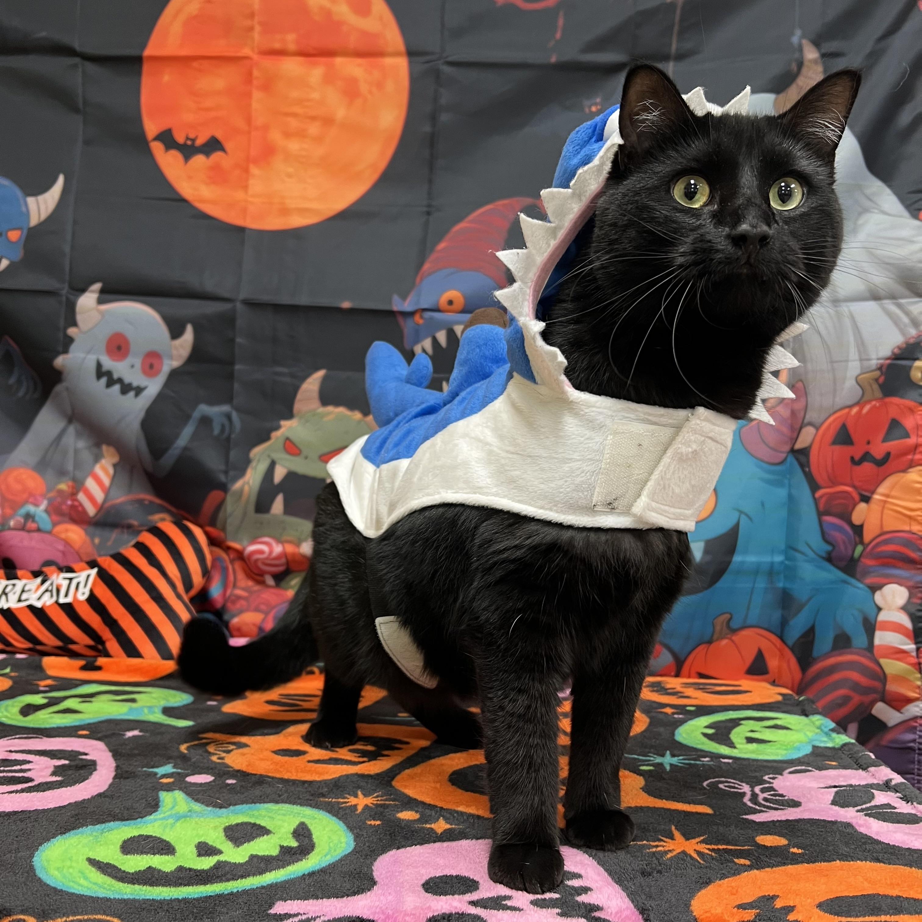 Toothless, Adoptable, Adult Male Domestic Short Hair.