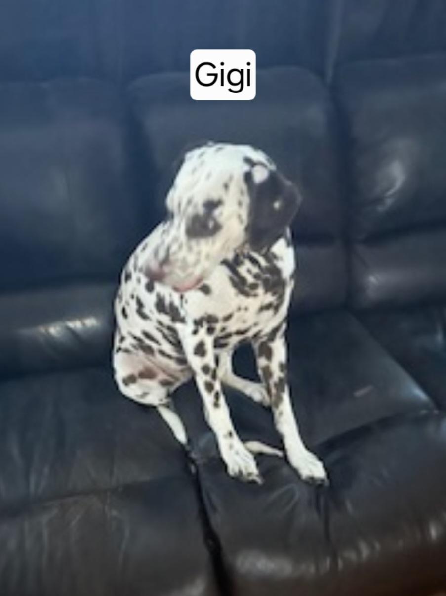 Enlarge Albert & Gigi - Courtesy Post! Male & Female Bonded Pair!, a ADOPTABLE Dalmatian in Buford, GA image 4/4