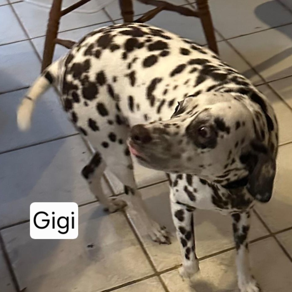 Albert & Gigi - Courtesy Post! Male & Female Bonded Pair!, ADOPTABLE, Adult Female Dalmatian.