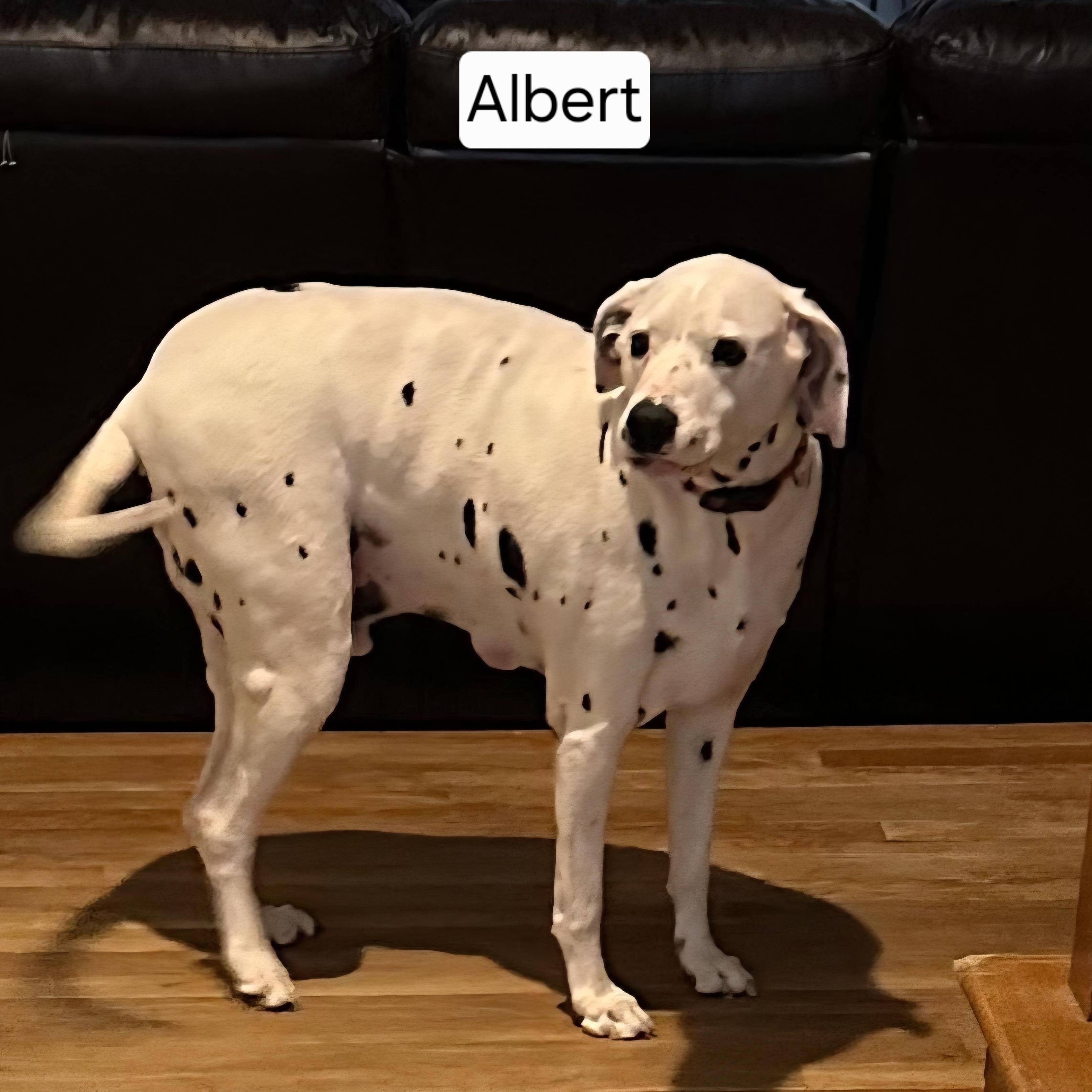 Enlarge Albert & Gigi - Courtesy Post! Male & Female Bonded Pair!, a ADOPTABLE Dalmatian in Buford, GA image 2/4