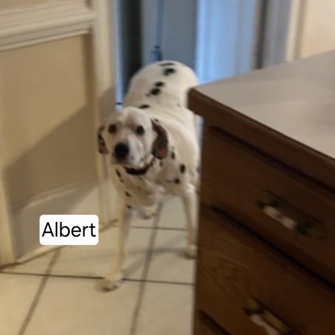 Enlarge Albert & Gigi - Courtesy Post! Male & Female Bonded Pair!, a ADOPTABLE Dalmatian in Buford, GA image 3/4