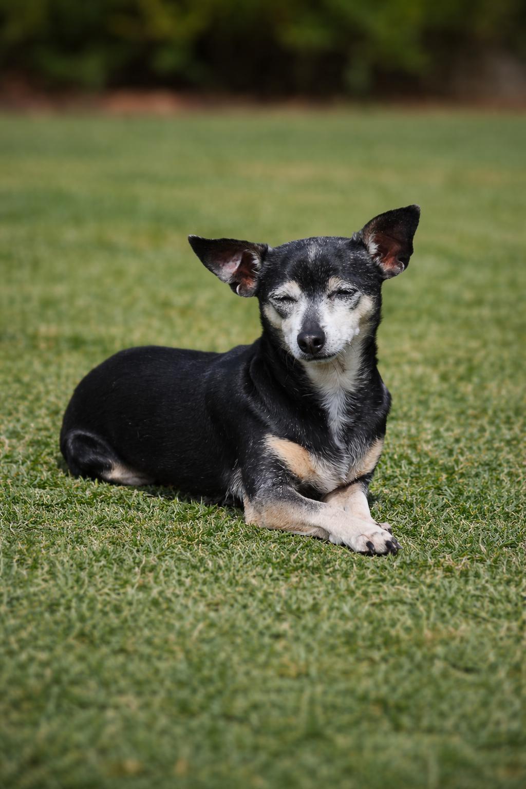Cricket, a Adoptable mixed breed in Washington, DC image 3/6